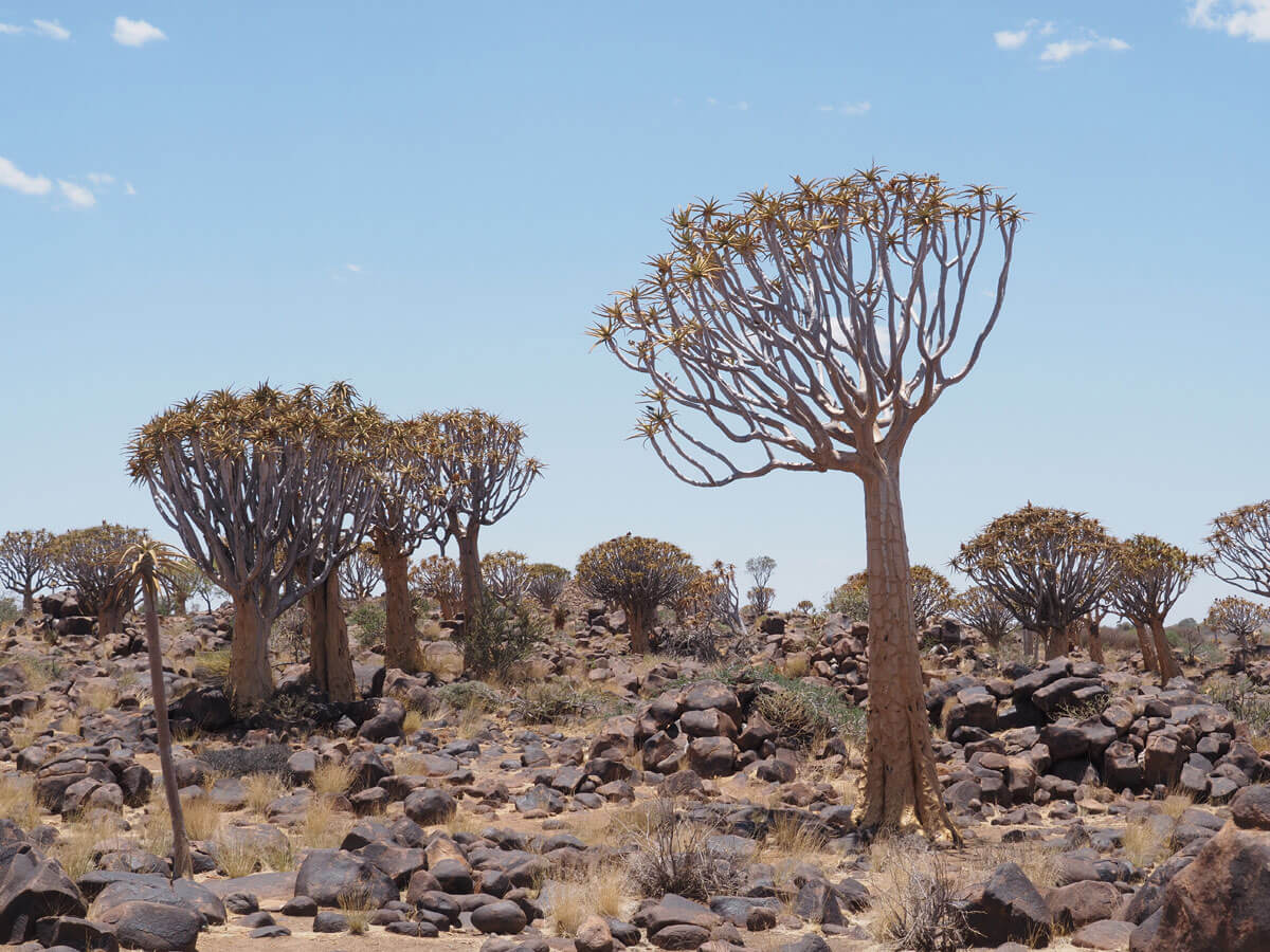 Namibia Sehenswuerdigkeiten Knoecherbaeumewald ” Namibia Sehenswuerdigkeiten Knoecherbaeumewald ”