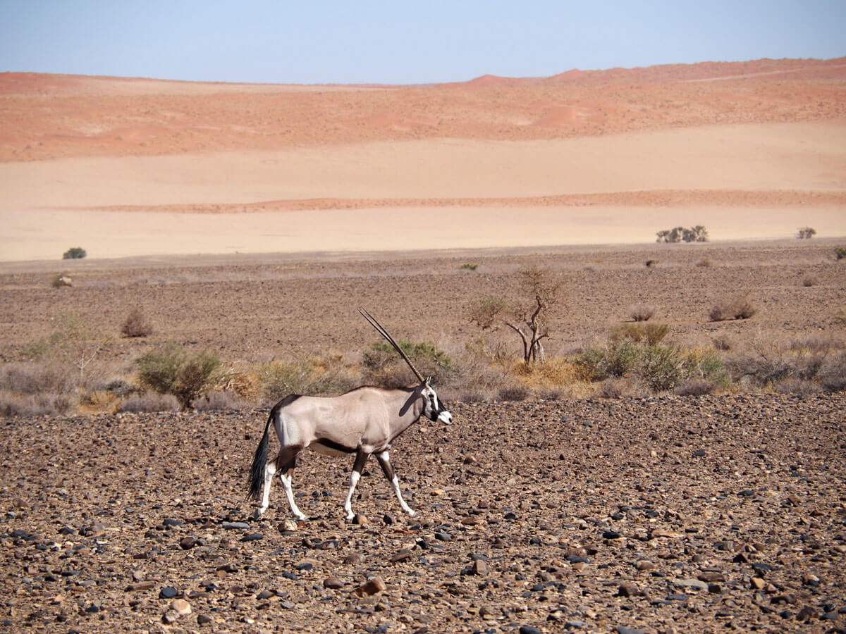 Namibia Sehenswuerdigkeiten Sossusvlei ”