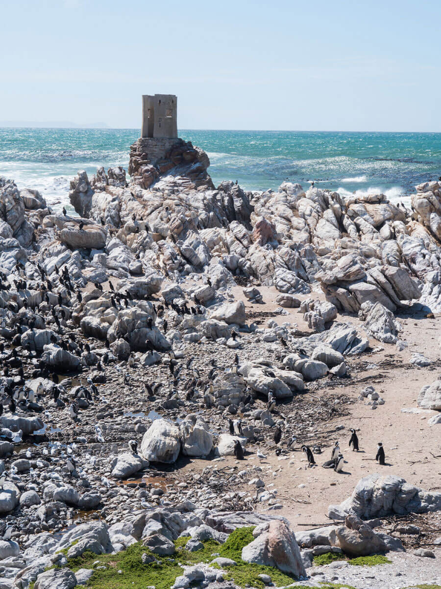 Suedafrika Garden Route Bettys Bay Pinguine ”