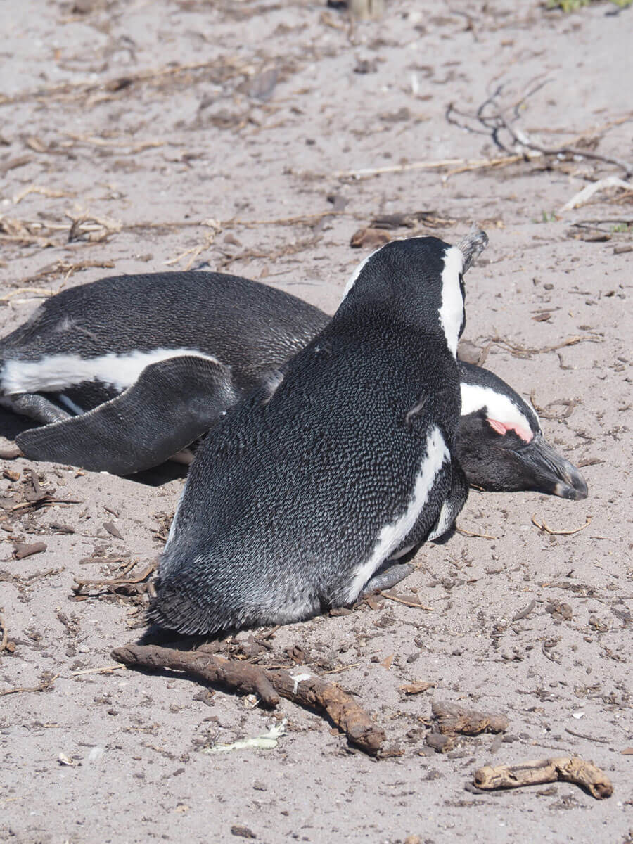 Suedafrika Garden Route Bettys Bay Pinguine ”