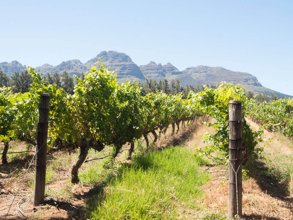 Suedafrika Stellenbosch Garden Route ”