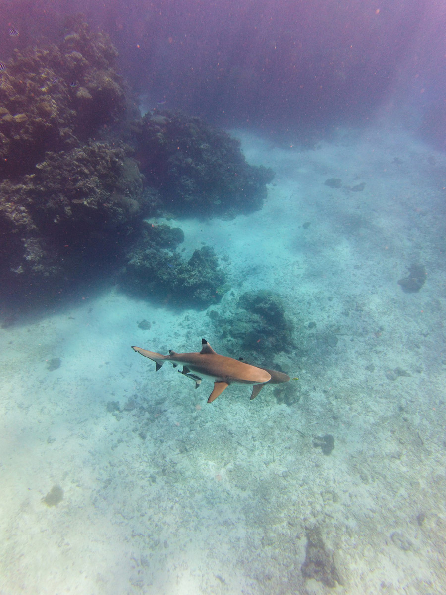 Schnorcheln Fiji Schnorcheln Fiji