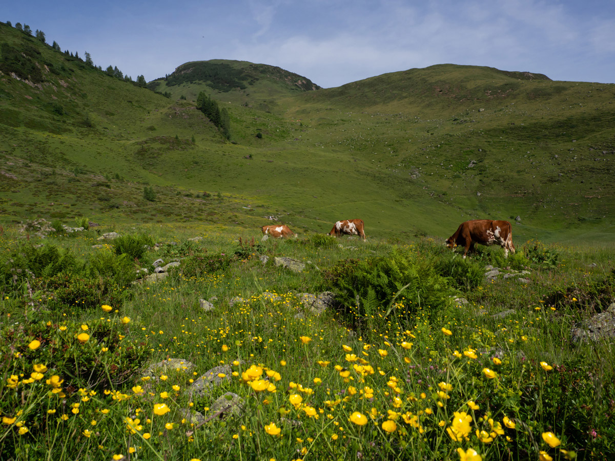 Weitwandern Waiwi Pillerseetal (”) Weitwandern Waiwi Pillerseetal (”)